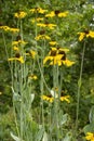 Great Coneflower plant