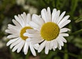 Alaska Shasta Daisy