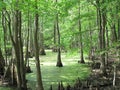 Merchant Mill State Park Swamp Royalty Free Stock Photo