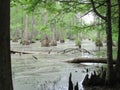 Merchant Mill State Park Swamp