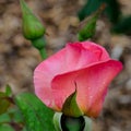 Merci Pink Rose Flower Bud Royalty Free Stock Photo