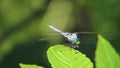 A merciless killer eastern pondhawk is feasting on a damselfly