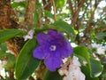 Manaca flowers