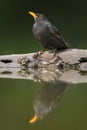 Merel, Common Blackbird, Turdus merula