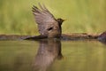 Merel, Common Blackbird, Turdus merula