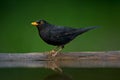 Merel, Common Blackbird, Turdus merula