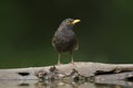 Merel, Common Blackbird, Turdus merula