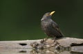 Merel, Common Blackbird, Turdus merula