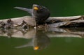 Merel, Common Blackbird, Turdus merula