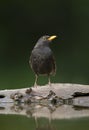 Merel, Common Blackbird, Turdus merula