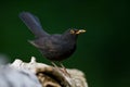 Merel, Common Blackbird, Turdus merula Royalty Free Stock Photo