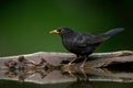 Merel, Common Blackbird, Turdus merula