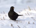 Merel; Common Blackbird; Turdus merula