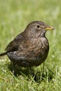 Merel, Common Blackbird, Turdus merula