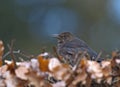 Merel, Common Blackbird, Turdus merula