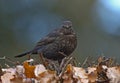 Merel, Common Blackbird, Turdus merula