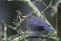 Merel, Common Blackbird, Turdus merula Royalty Free Stock Photo