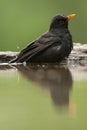 Merel, Eurasian Blackbird, Turdus merula