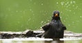 Merel, Eurasian Blackbird, Turdus merula