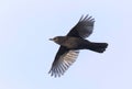 Merel, Eurasian Blackbird, Turdus merula Royalty Free Stock Photo