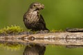 Merel, Eurasian Blackbird, Turdus merula