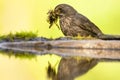 Merel, Eurasian Blackbird, Turdus merula