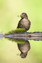 Merel, Eurasian Blackbird, Turdus merula Royalty Free Stock Photo