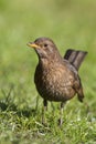 Merel, Eurasian Blackbird, Turdus merula