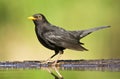 Merel, European Blackbird, Turdus merula