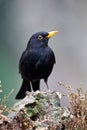 Merel, European Blackbird, Turdus merula