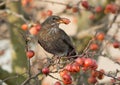 Merel, European Blackbird, Turdus merula