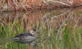 Merganser duck on a pond in North Carolina