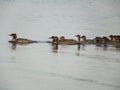 Merganser ducklings follow behind nursemaid duck Royalty Free Stock Photo