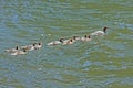 Merganser Family Royalty Free Stock Photo