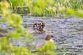 Merganser family mother and two ducklings in the wild Royalty Free Stock Photo