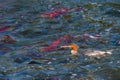 Merganser floating in the Brooks River with spawning salmon swimming in the river, Katmai National Park, Alaska, USA