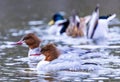 Merganser with male and female Mallard duck in the background, laying in the water. Royalty Free Stock Photo