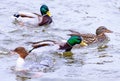 Merganser with male and female Mallard ducks in the background Royalty Free Stock Photo