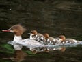 Merganser Morning Reflections