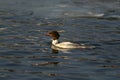 Merganser, raccoon merganser - a species of large water bird in the Anatidae family Royalty Free Stock Photo