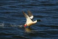 Merganser, raccoon merganser - a species of large water bird in the Anatidae family Royalty Free Stock Photo