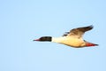 Merganser, raccoon merganser - a species of large water bird in the Anatidae family Royalty Free Stock Photo