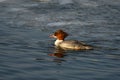 Merganser, raccoon merganser - a species of large water bird in the Anatidae family Royalty Free Stock Photo