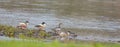 Mergansers at the Nemunas river Royalty Free Stock Photo