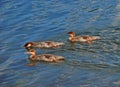 Mergansers on Patrol Royalty Free Stock Photo