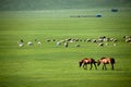 Mergel Golden Horde Khan Mongol tribes riverside grassland sheep, horses, cattle