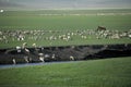 Mergel Golden Horde Khan Mongol tribes riverside grassland sheep, horses, cattle