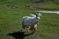 Mergel Riverside Golden Horde Khan Mongolian steppe tribes flock Royalty Free Stock Photo