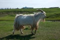 Mergel Riverside Golden Horde Khan Mongolian steppe tribes flock Royalty Free Stock Photo