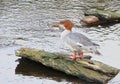 Mergus merganser. Female Goosander. Royalty Free Stock Photo